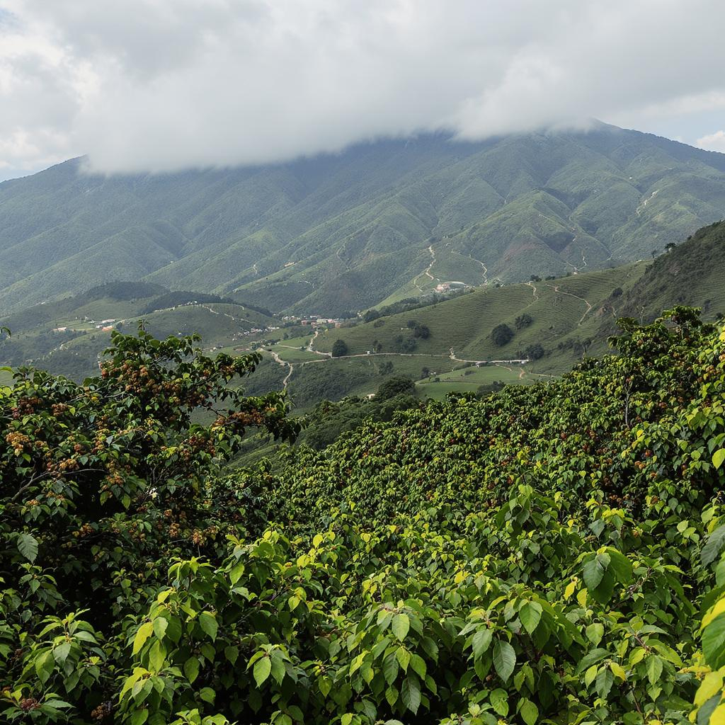 Bolivian coffee landscape